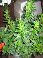 IMG_0204.webp