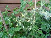 Tomaten 02.07.2011(8).webp