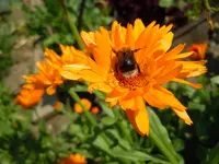 Ringelblumen114.webp