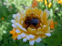 Ringelblumen115.webp