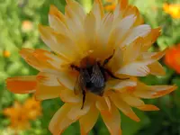 Ringelblumen117.webp