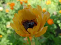 Ringelblumen118.webp