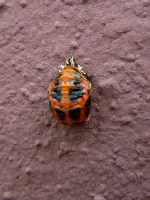 UnbekanntesWesen001.webp