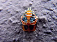 UnbekanntesWesen002.webp