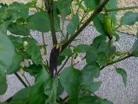 chili.webp