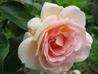 040.webp