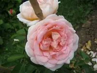 039.webp