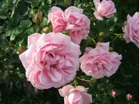 002.webp