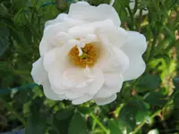 006.webp