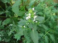 k-DSCF0013.webp