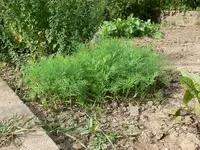 dill.webp