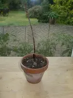 baobab.webp