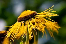 40D 100mmL2,8 Macro (1 von 22).webp