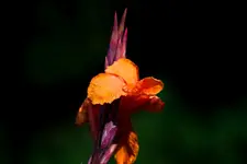 40D 100mmL2,8 Macro (5 von 22).webp