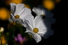 40D 100mmL2,8 Macro (9 von 22).webp