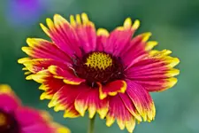 40D 100mmL2,8 Macro (11 von 22).webp