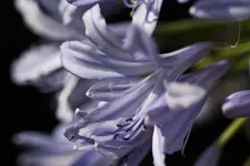 40D 100mmL2,8 Macro (13 von 22).webp