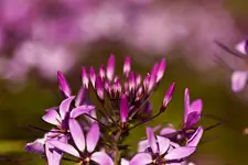 40D 100mmL2,8 Macro (18 von 22).webp