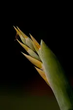 40D 100mmL2,8 Macro (19 von 22).webp
