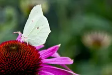 7D Sigma 18-125 OS HSM (56 von 74).webp