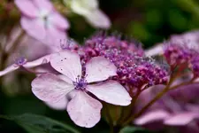 7D Sigma 18-125 OS HSM (32 von 74).webp