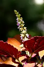 7D Sigma 18-125 OS HSM (70 von 74).webp