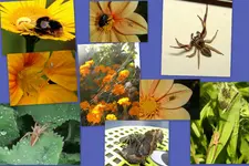 Spinnen1.webp