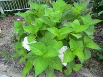 CIMG1212.webp