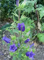 CIMG1198.webp