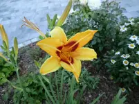 CIMG1195.webp