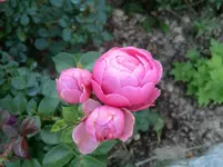CIMG1197.webp