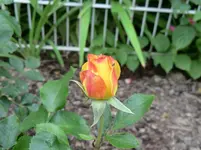 077 (2).webp
