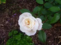 100_3102.webp