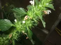 k-DSCF0028.webp