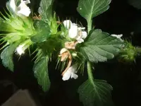 k-DSCF0030.webp