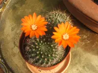Mohn 2011 002.webp