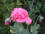 Mohn 2011 020.jpg