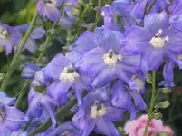 Mohn 2011 015.webp