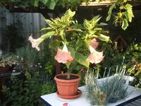 Mohn 2011 022.webp