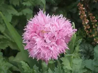 Mohn 2011 029.webp