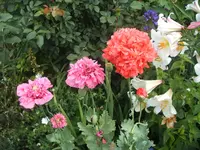 Mohn 2011 034.webp
