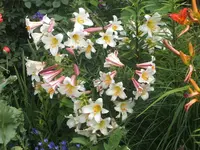 Mohn 2011 035.webp