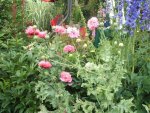 Mohn 2011 042.jpg