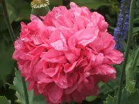 Mohn 2011 040.webp