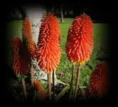 tn_Blueten (7) A.webp