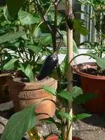 chili_black_II.webp