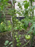 Gardeners Delight 7.7.11.webp