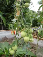 Gelber Pfirsich 7.7.11.webp