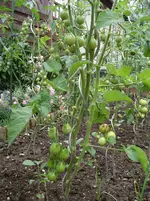 Goldtröpfchen 7.7.11.webp