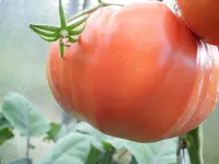 Nonna Antonina Frucht.webp